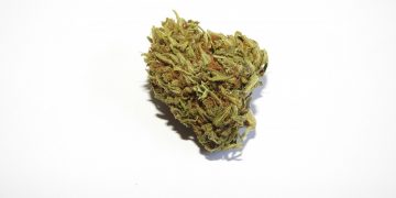 Help to heal your body with Cannabis terpenes