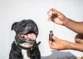 What is CBD and what are the different CBD products out there?