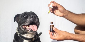 What is CBD and what are the different CBD products out there?