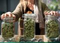 Major reasons for the popularity of online hemp dispensaries