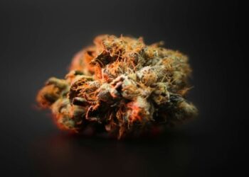 Things to Know When Looking for a Premium THCA Flower